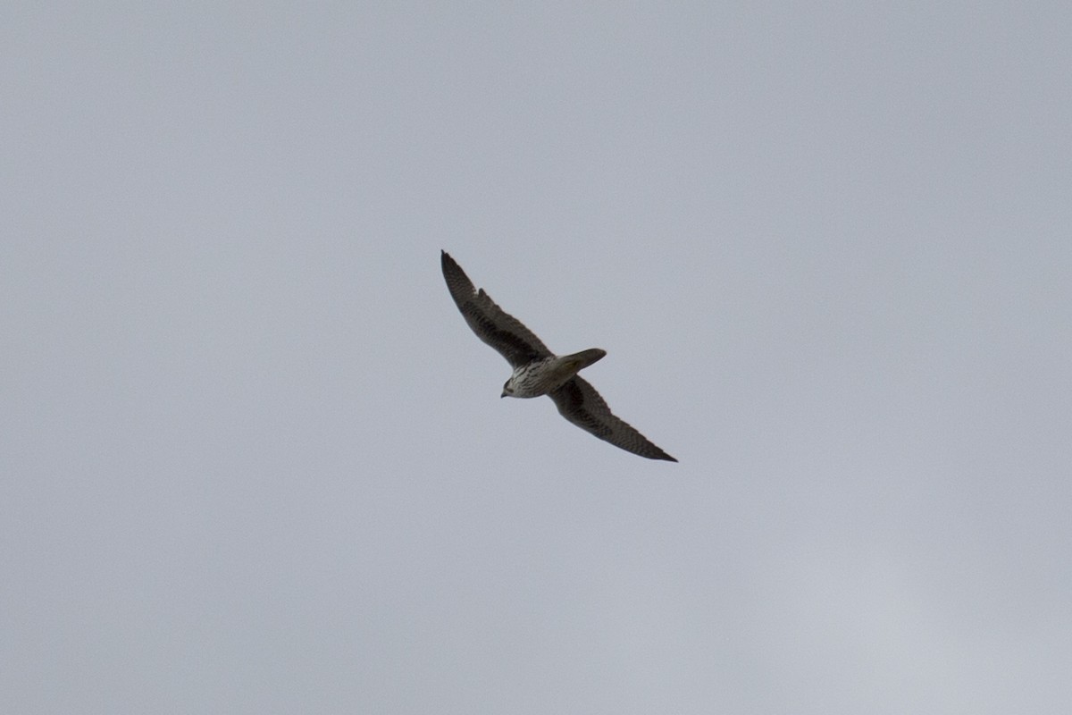 Prairie Falcon - ML646310199