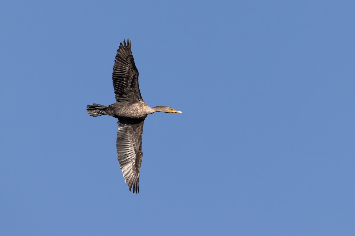 Cormorán Orejudo - ML646310209