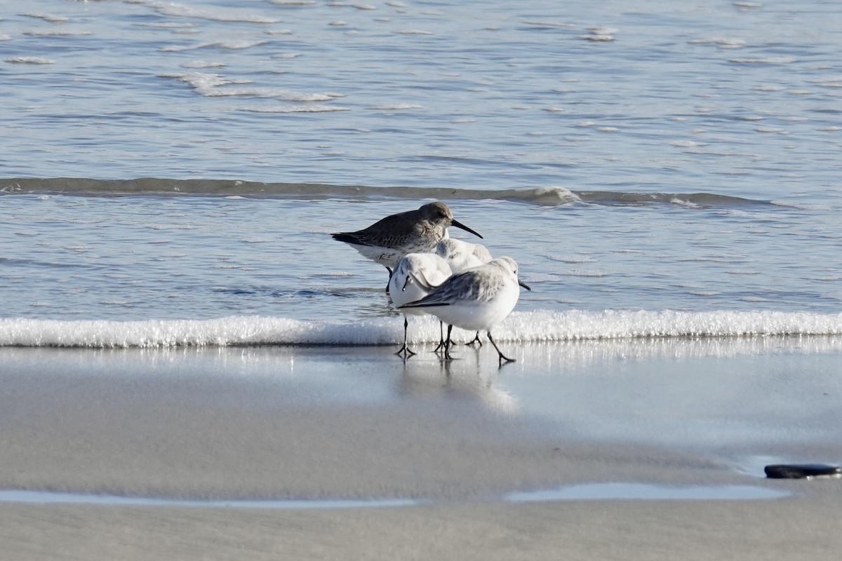 Correlimos Común - ML646310211