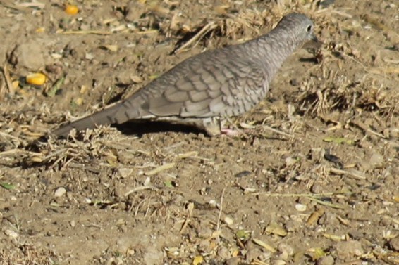 Tortolita Mexicana - ML646310213