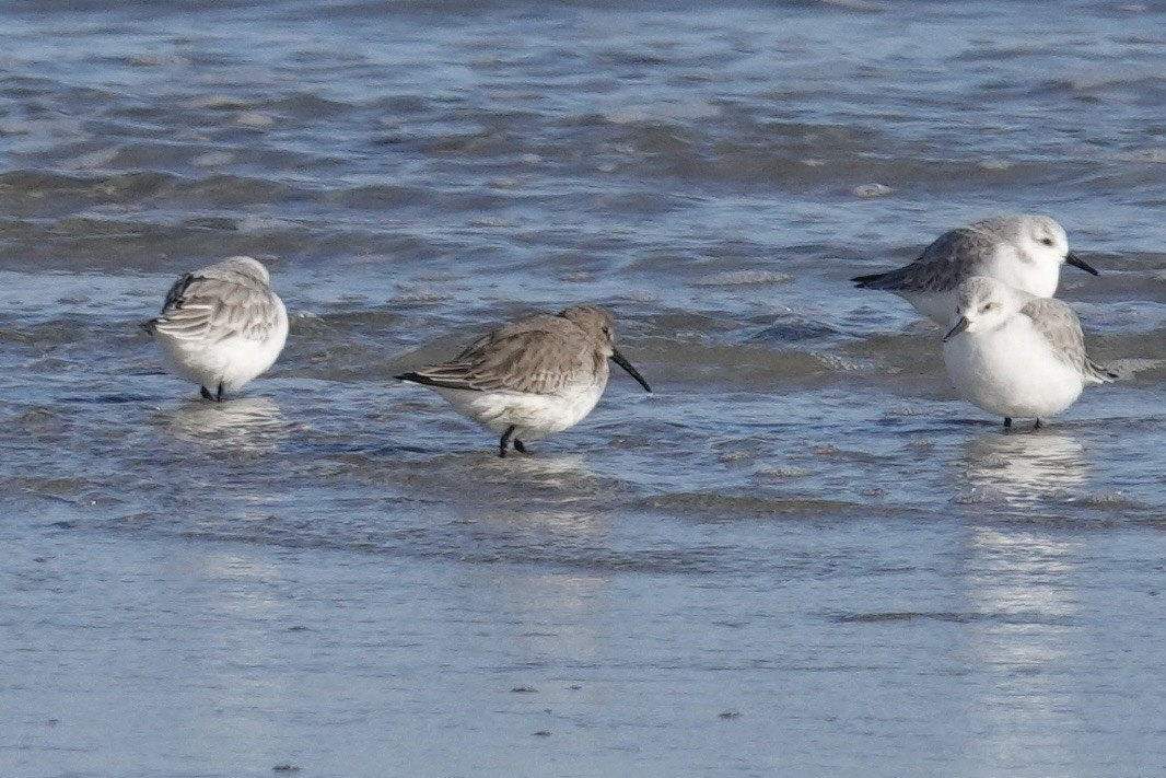 Correlimos Común - ML646310214