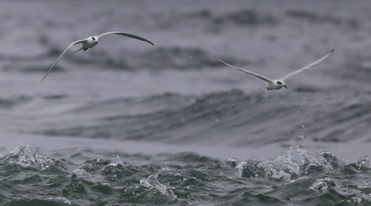 Charrán de Forster - ML646310215