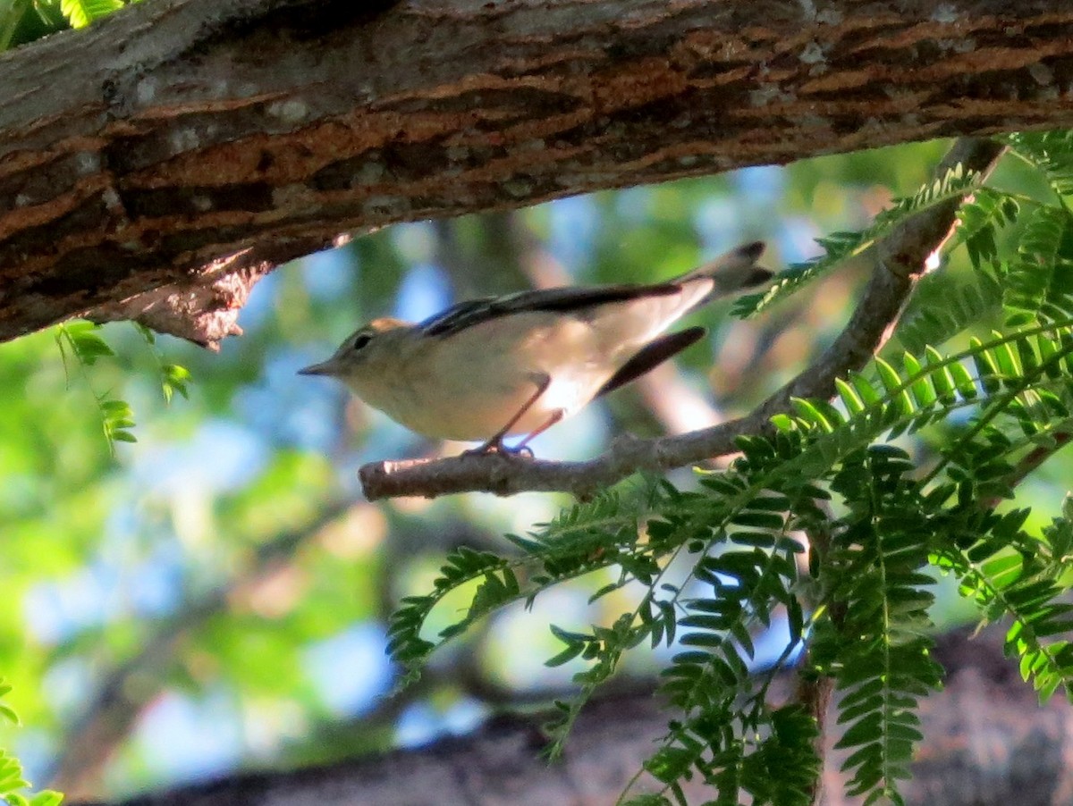 Reinita Castaña - ML646310218