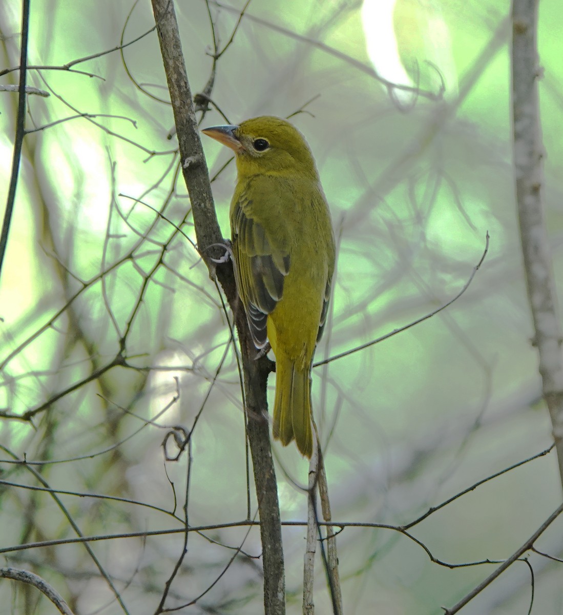 Piranga Roja - ML646310219