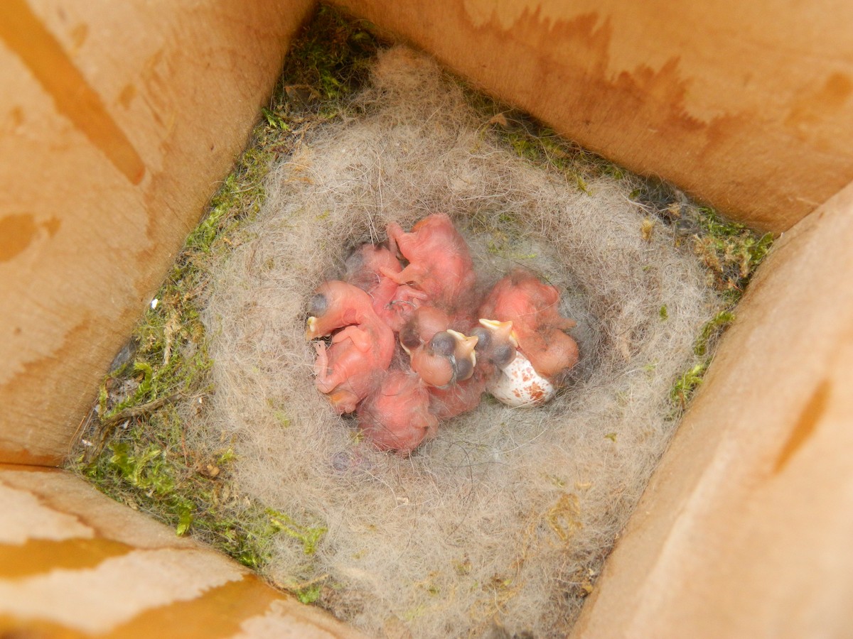 Carbonero Común - ML646310223