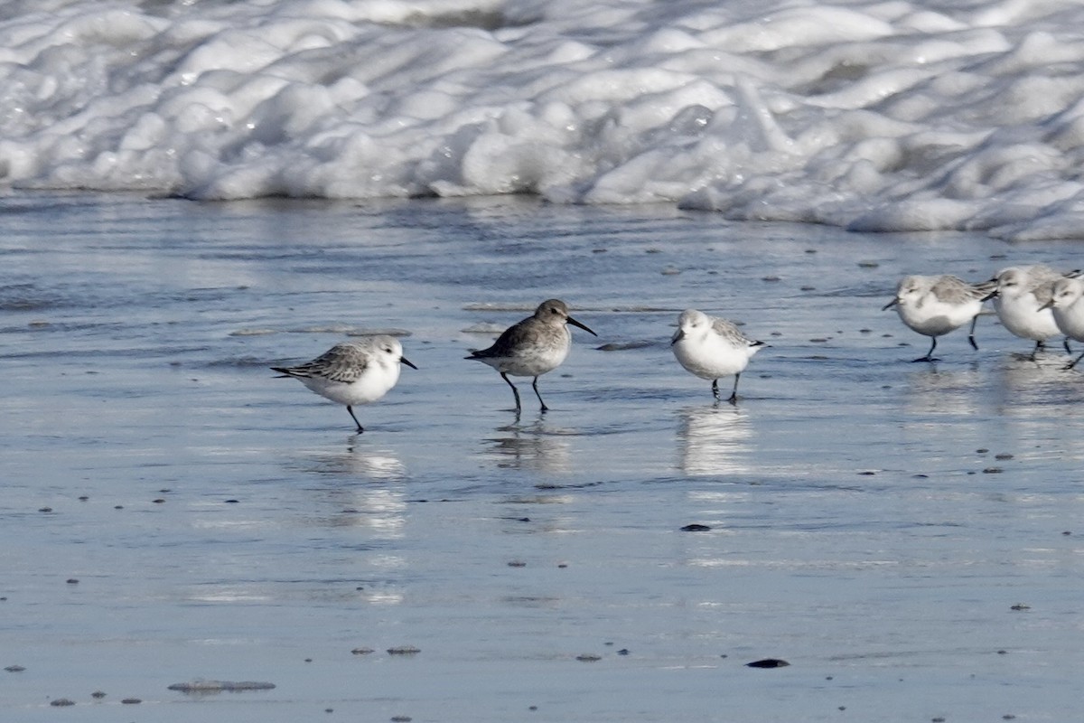 Correlimos Común - ML646310224
