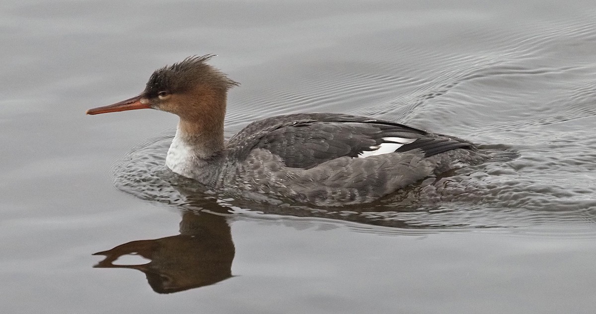 Serreta Mediana - ML646310225