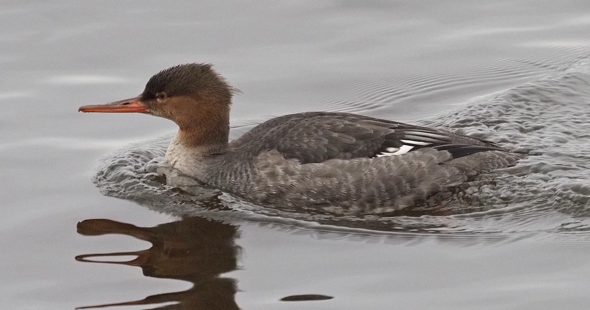 Serreta Mediana - ML646310226