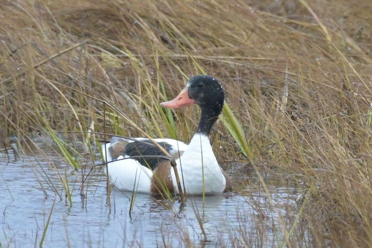 Tarro Blanco - ML646310228