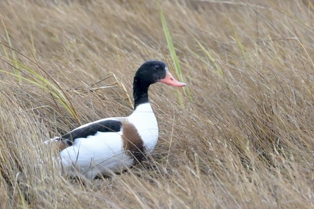 Tarro Blanco - ML646310229