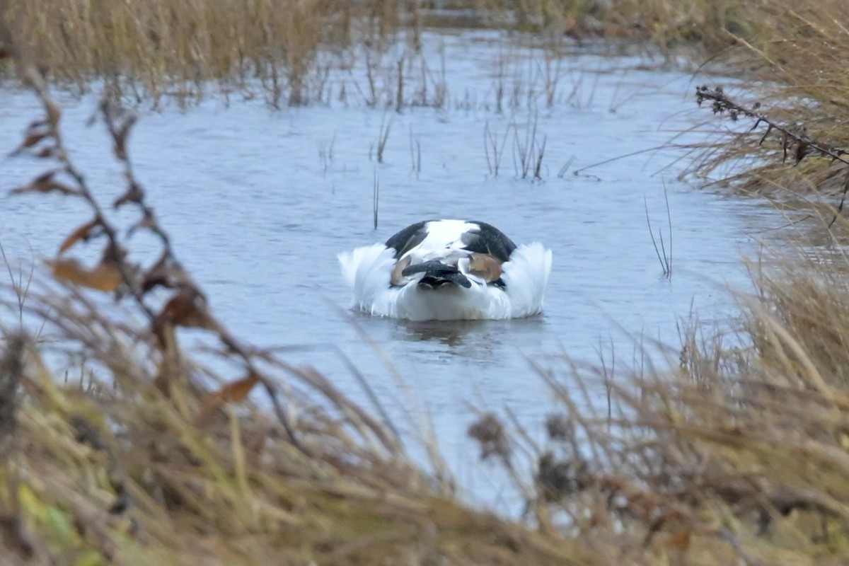 Tarro Blanco - ML646310230