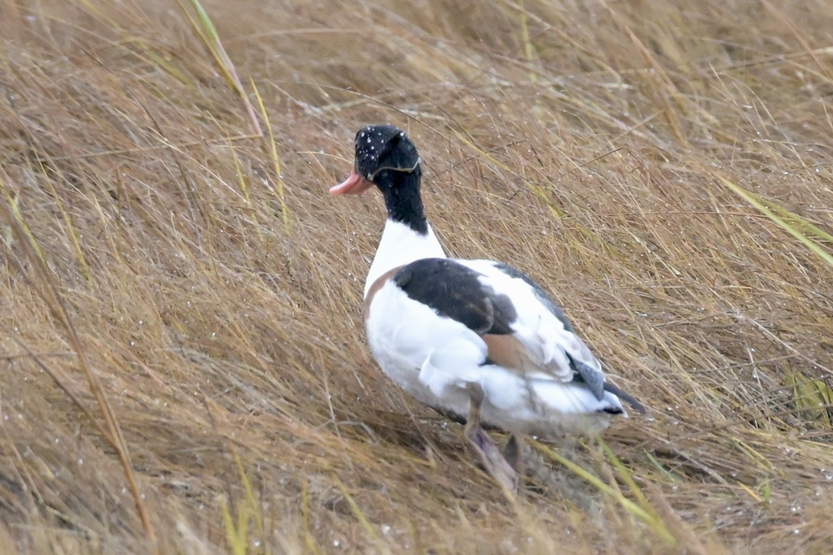 Tarro Blanco - ML646310232