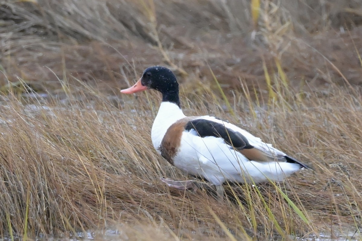 Tarro Blanco - ML646310234