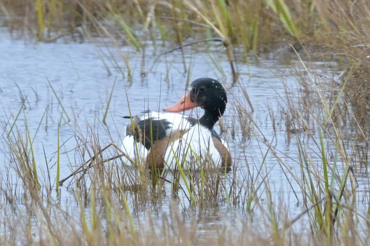 Tarro Blanco - ML646310235
