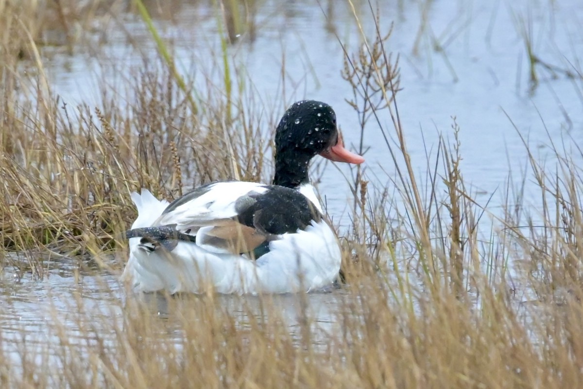 Tarro Blanco - ML646310236
