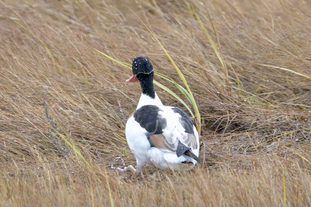 Tarro Blanco - ML646310238
