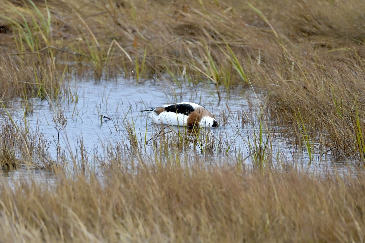 Tarro Blanco - ML646310240