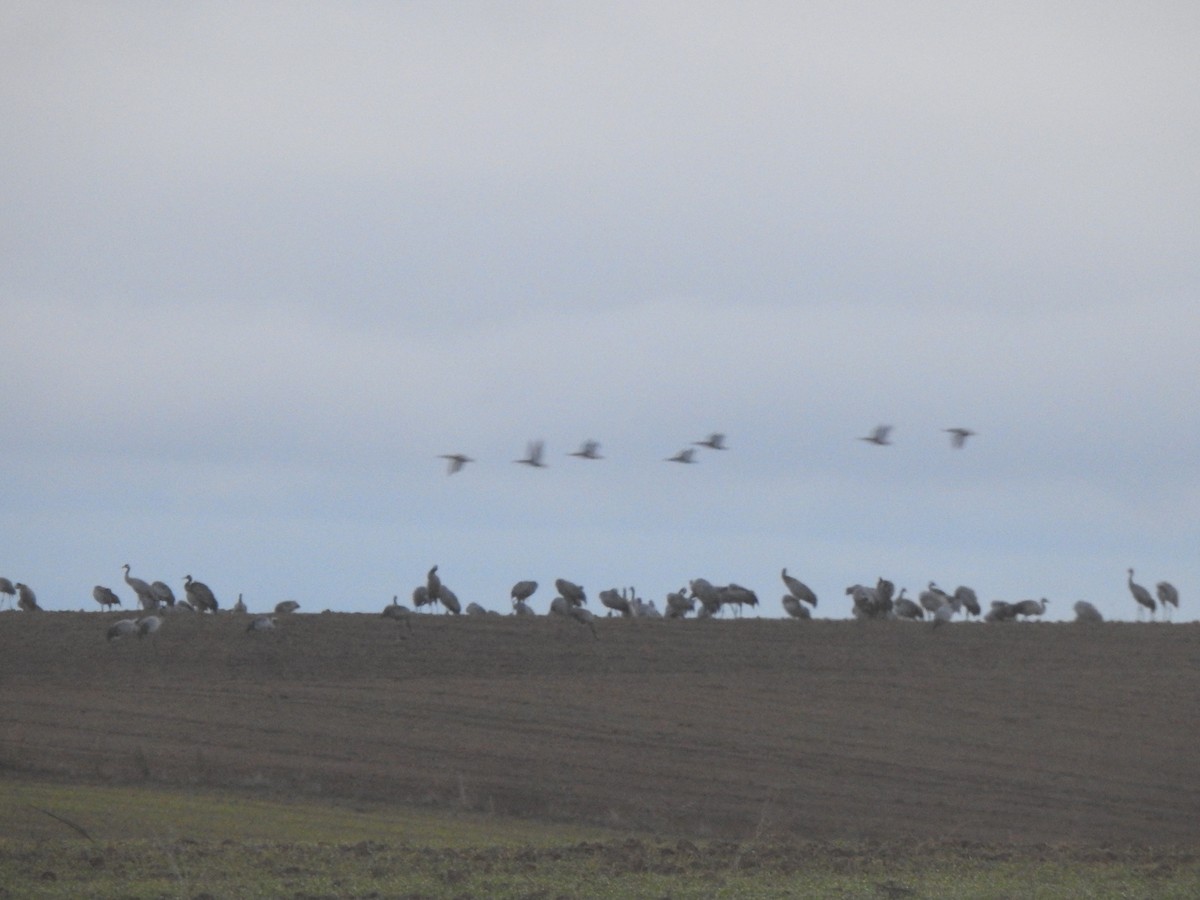 Grulla Común - ML646310241