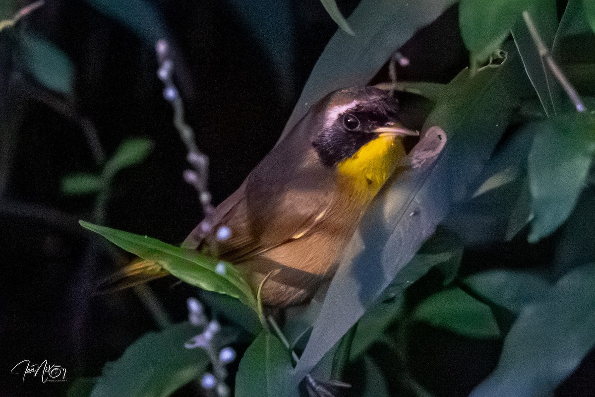 Common Yellowthroat - ML646310244