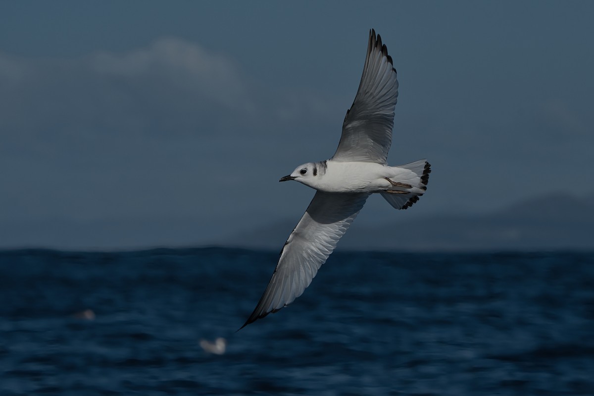 Моевка - ML646310249