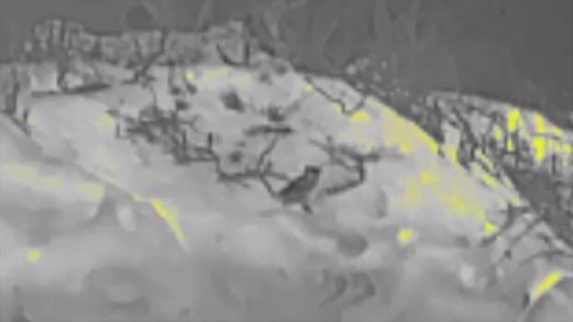 אוח ערבי - ML646310250