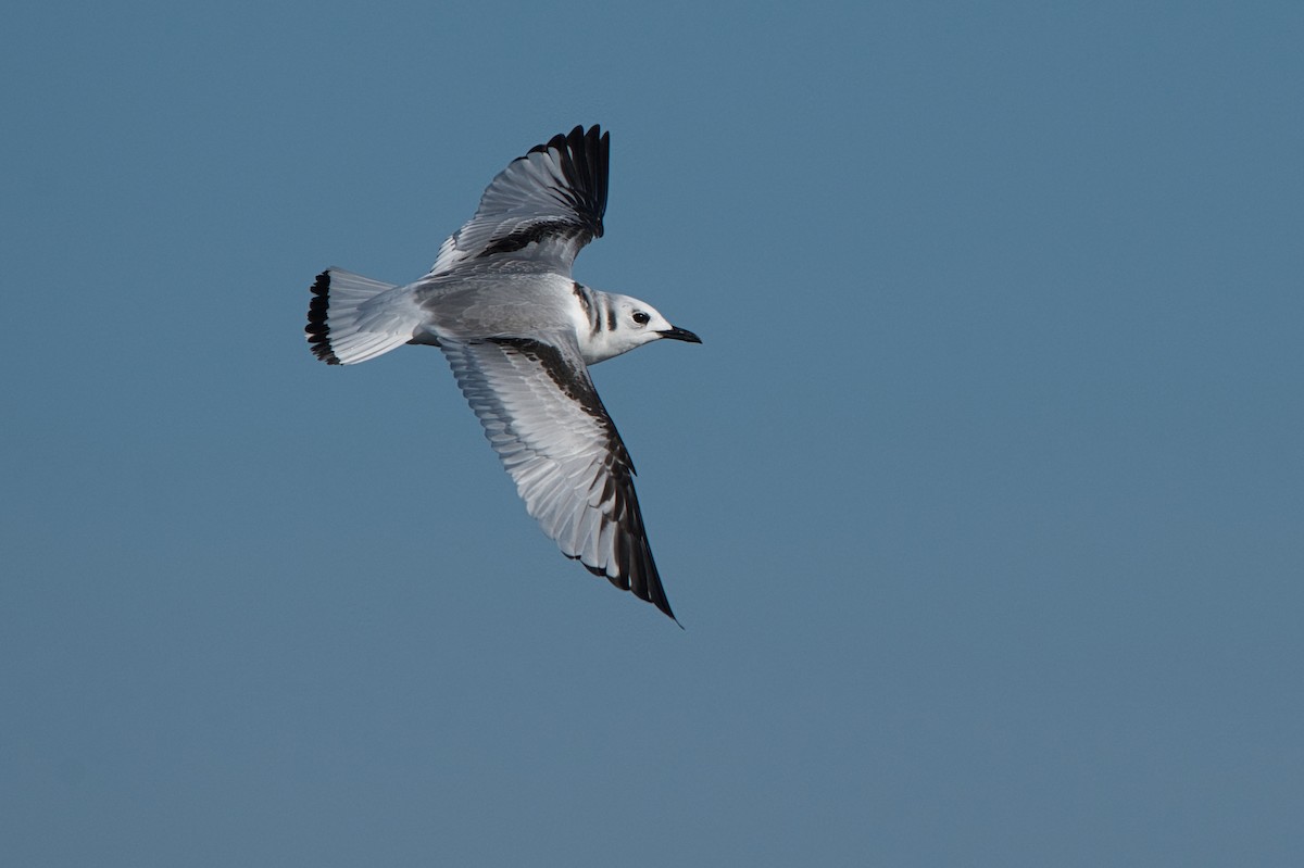 Моевка - ML646310269