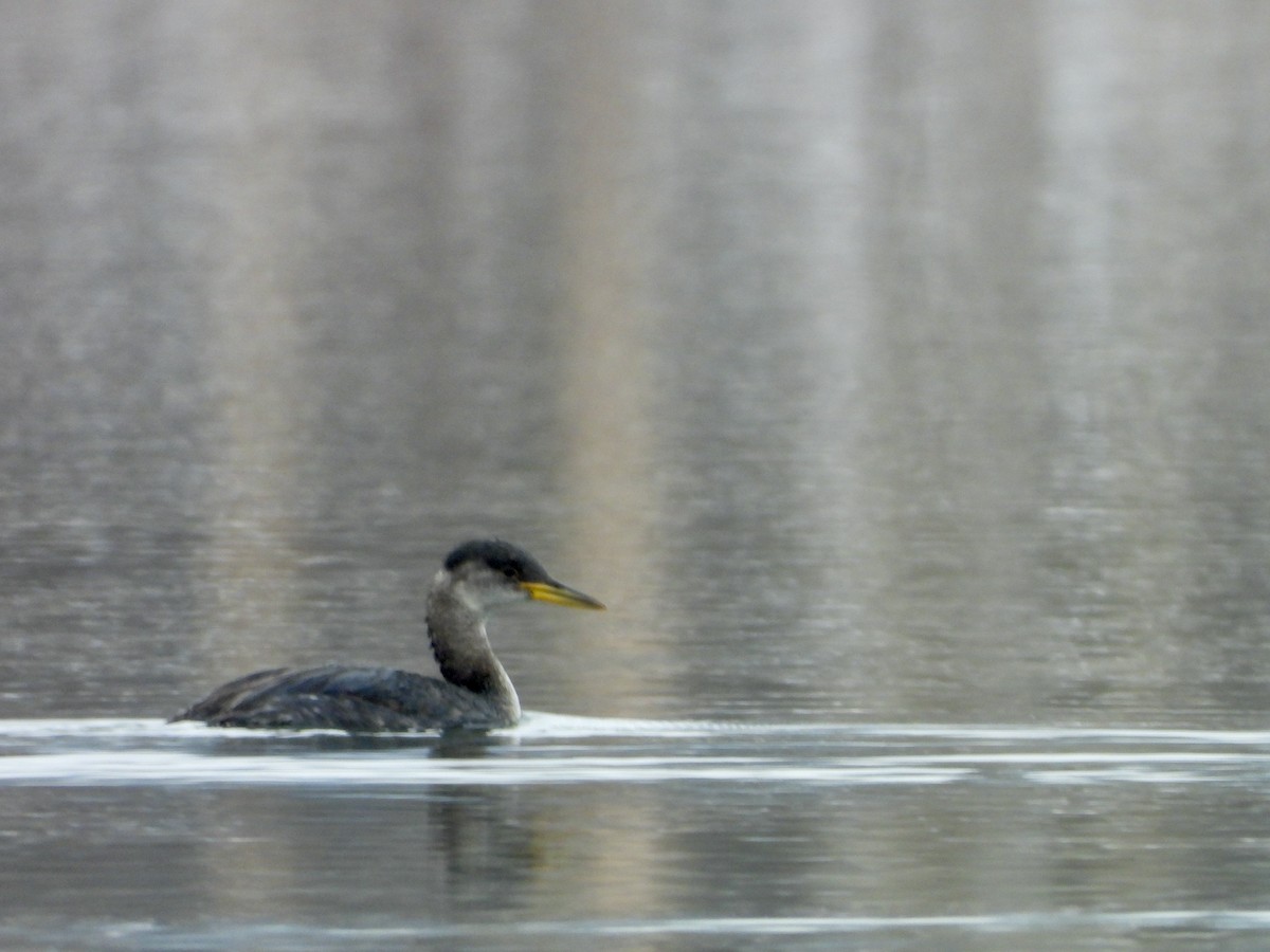 Red-necked Grebe - ML646310273