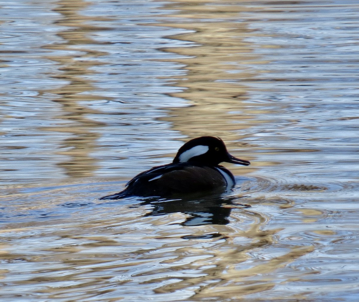 Hooded Merganser - ML646310283