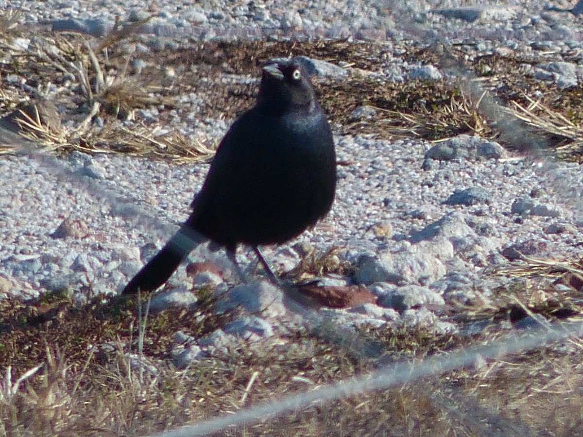Brewer's Blackbird - ML646310288