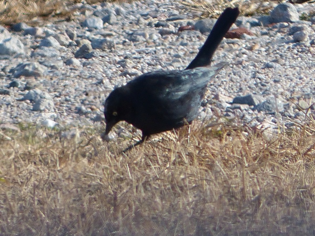 Brewer's Blackbird - ML646310289