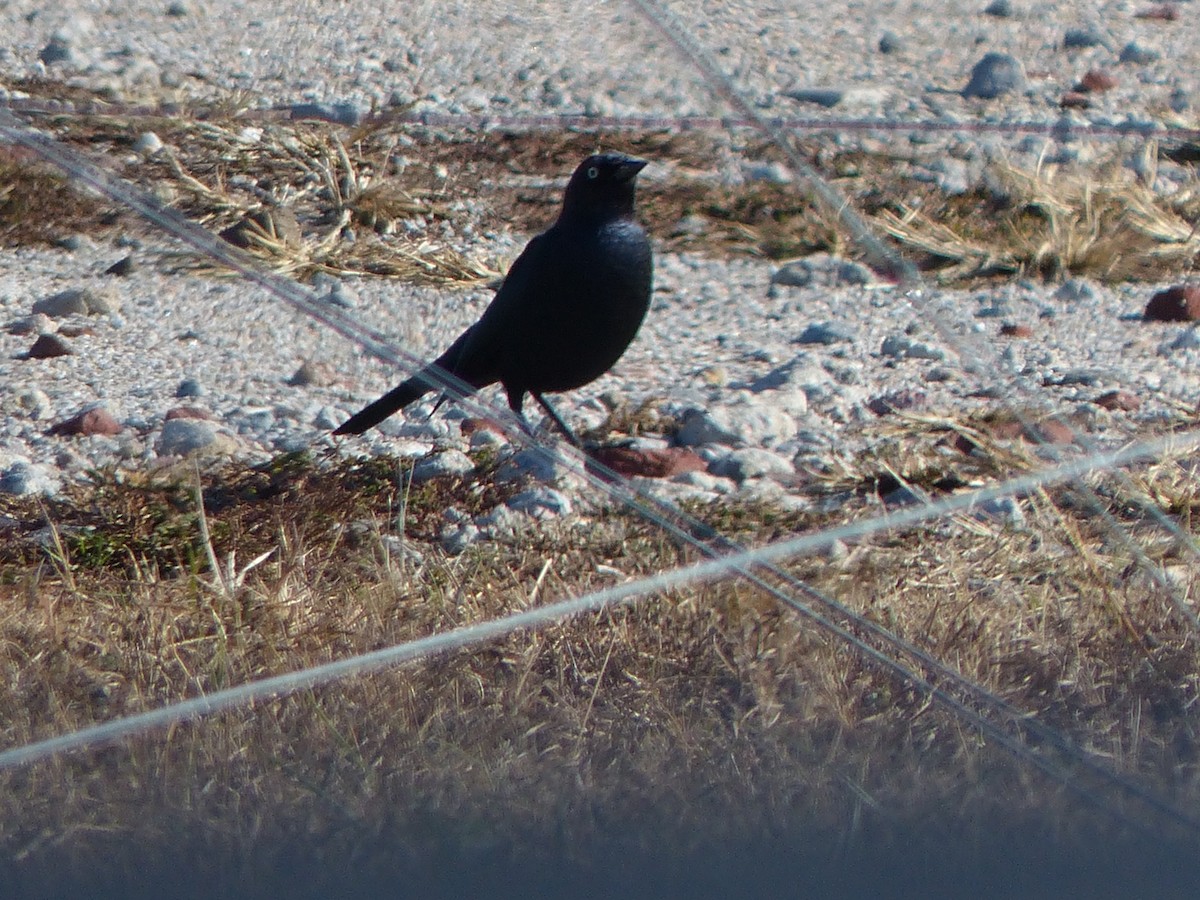 Brewer's Blackbird - ML646310290