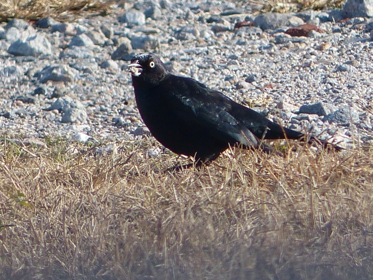 Brewer's Blackbird - ML646310291