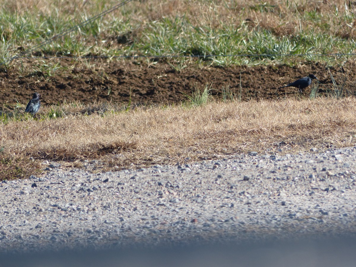 Brewer's Blackbird - ML646310292