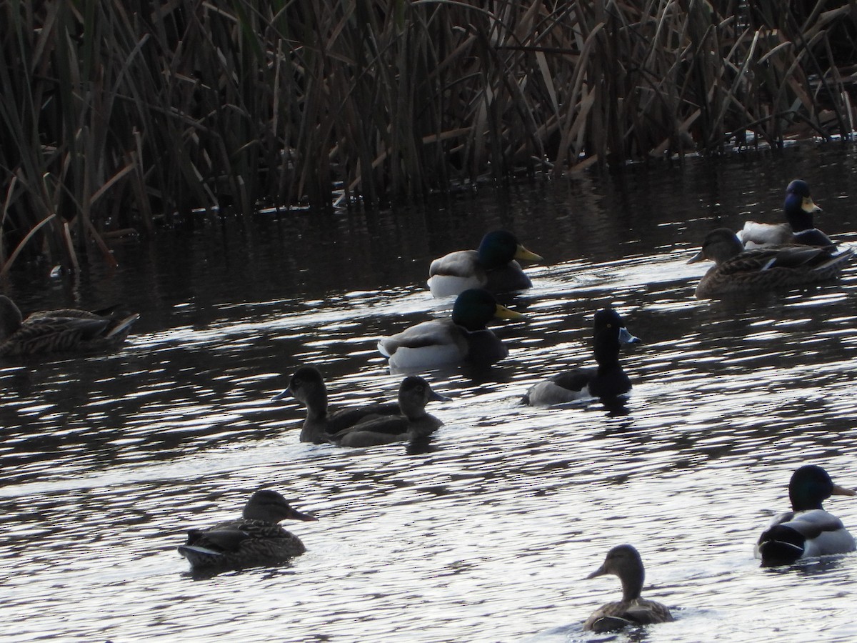 Ring-necked Duck - ML646310294