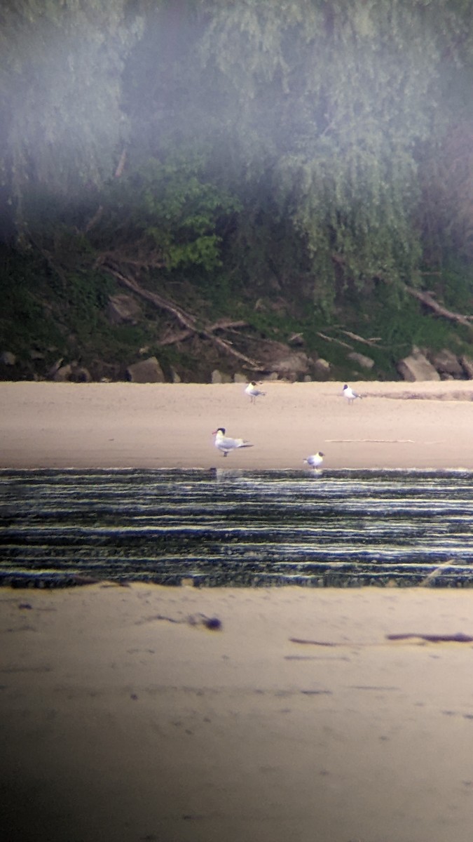 rybák velkozobý - ML646310298