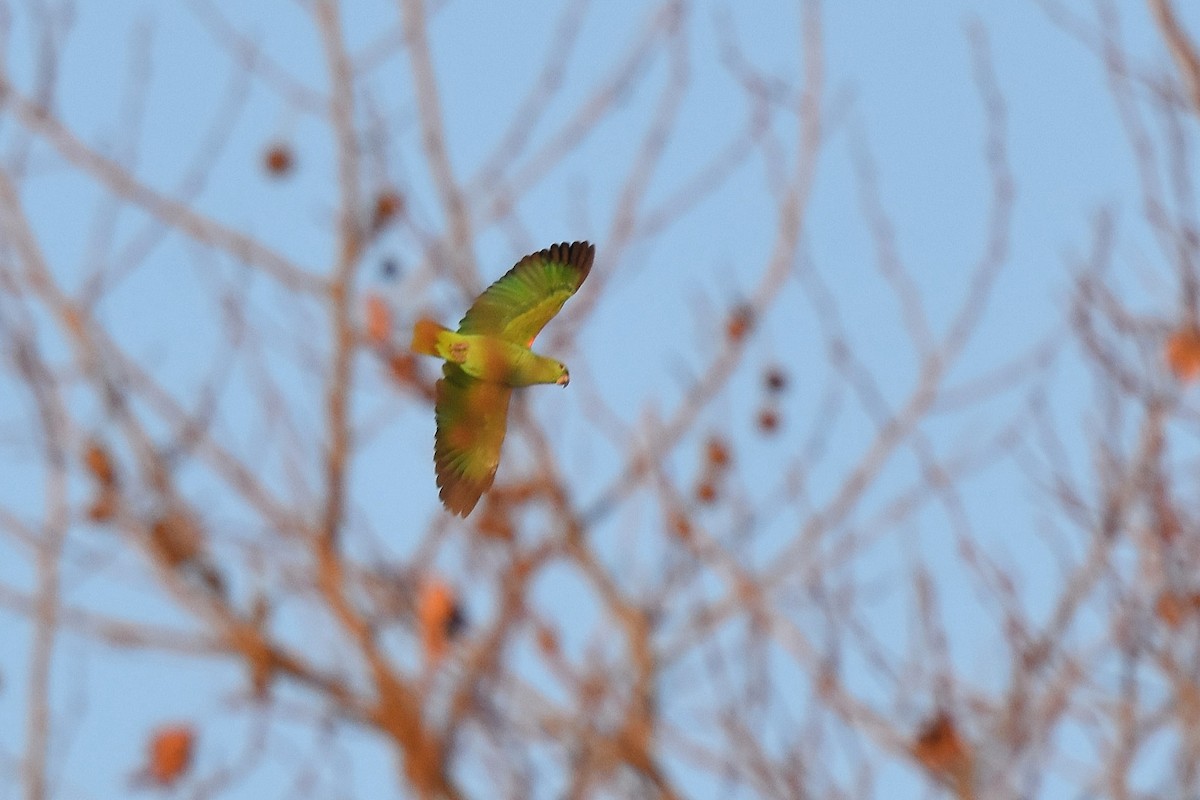 Mönchssittich - ML646310302