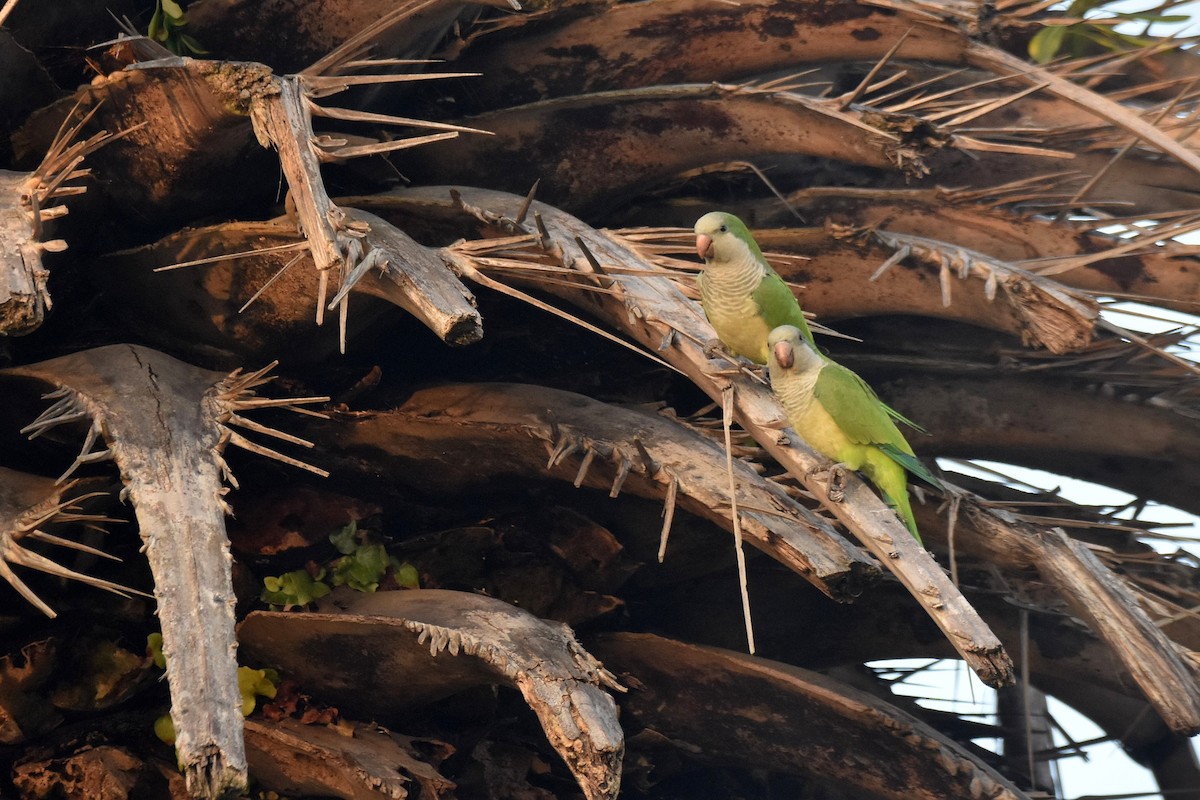 Mönchssittich - ML646310304