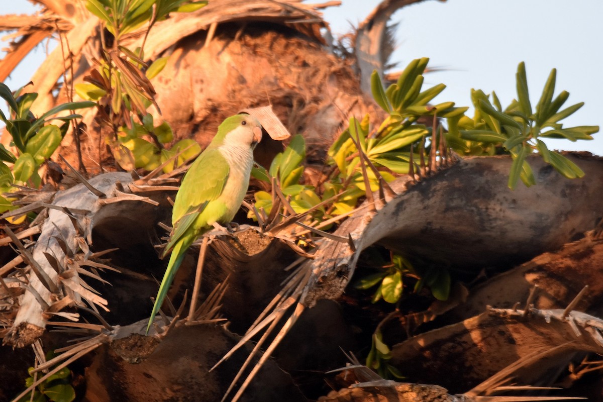 Mönchssittich - ML646310305