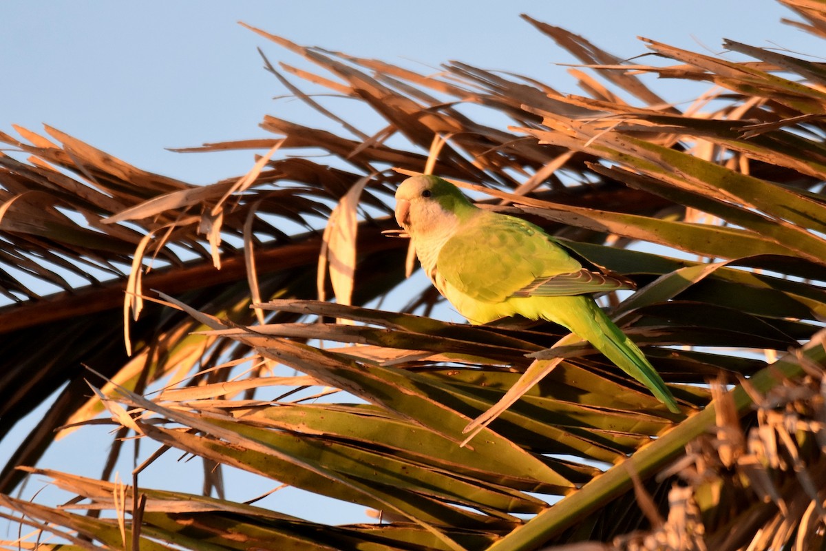 Mönchssittich - ML646310306