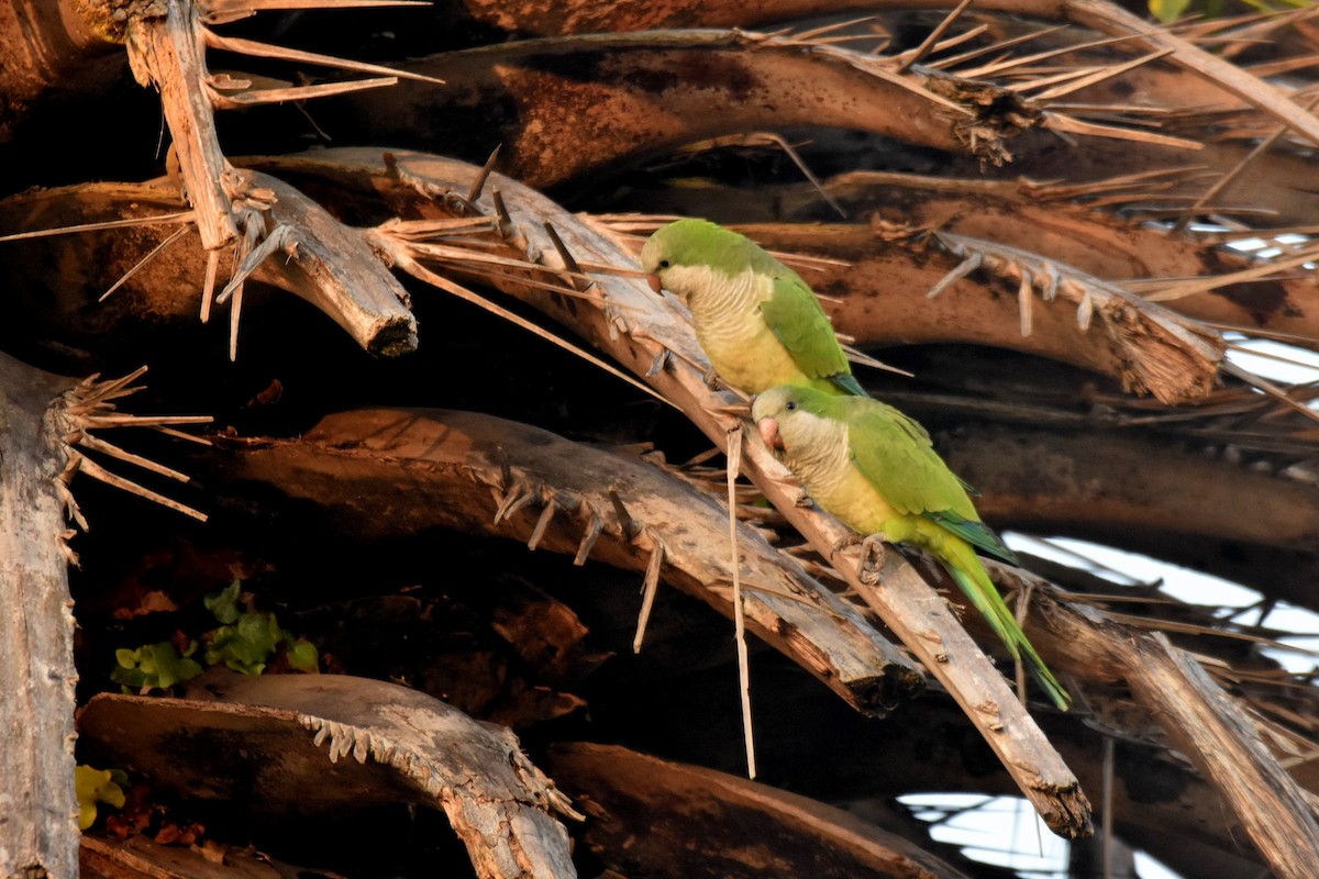 Mönchssittich - ML646310307