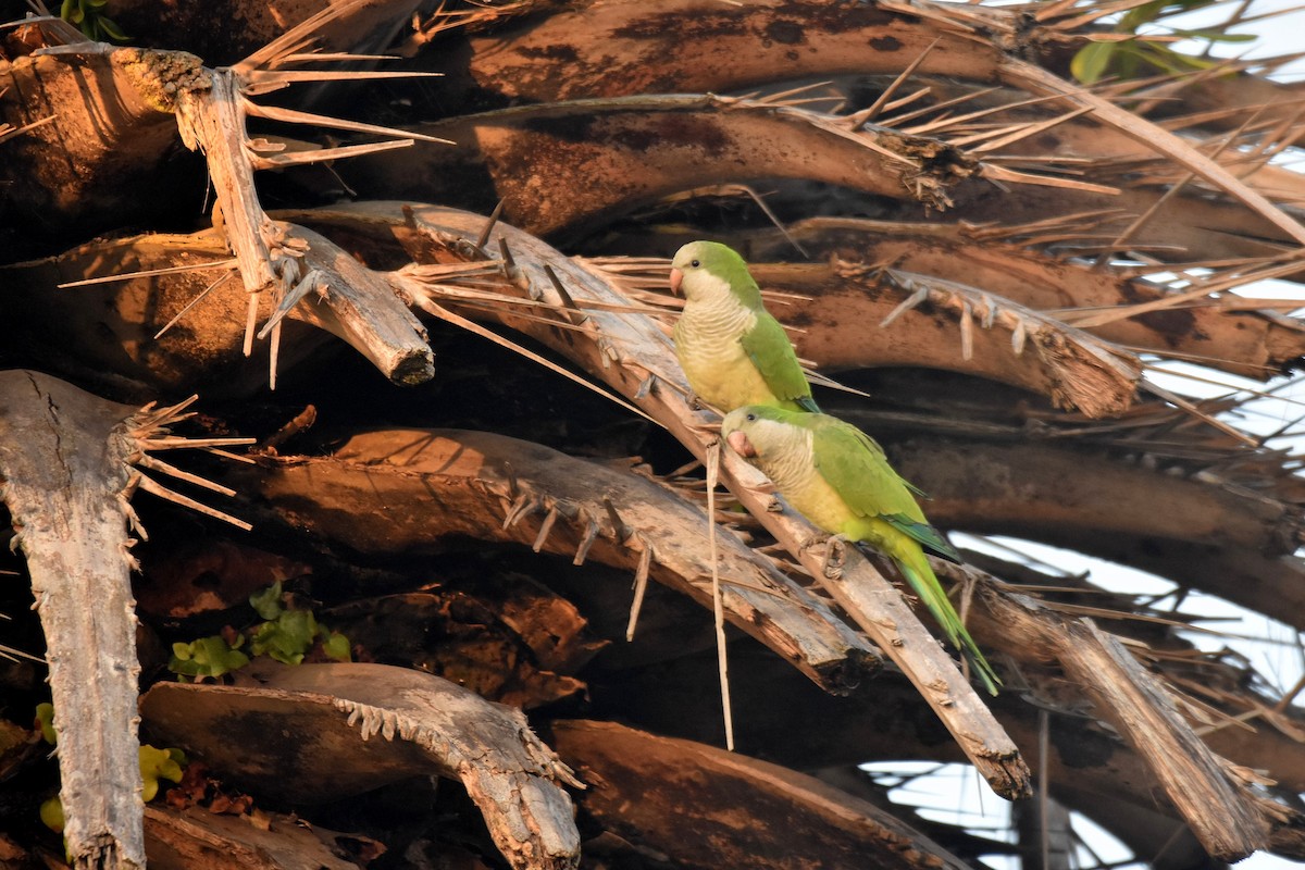 Mönchssittich - ML646310308