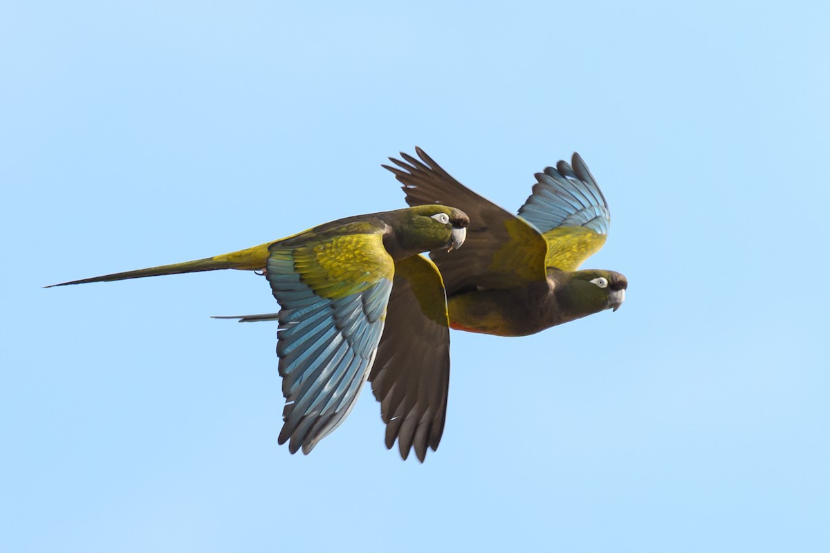Burrowing Parakeet - ML646310321