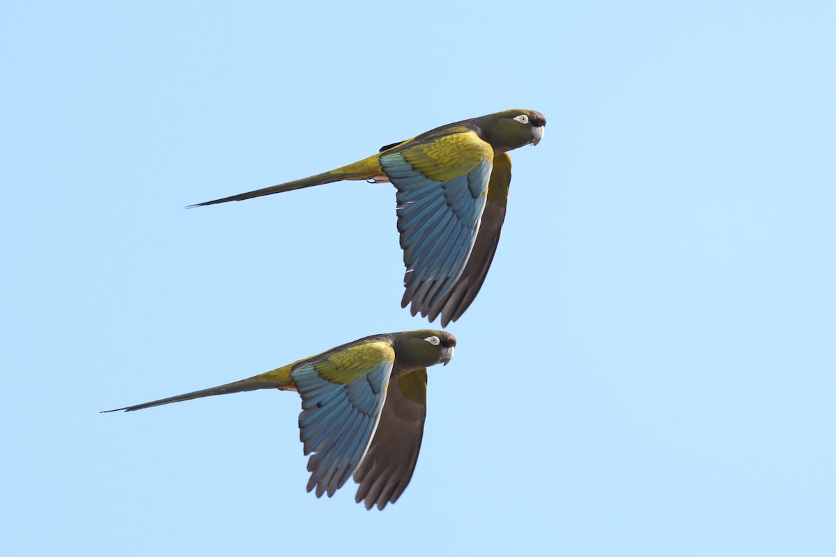 Burrowing Parakeet - ML646310322
