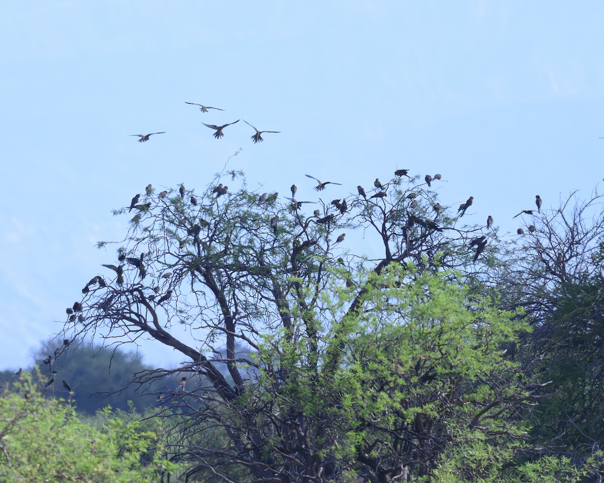 Burrowing Parakeet - ML646310323