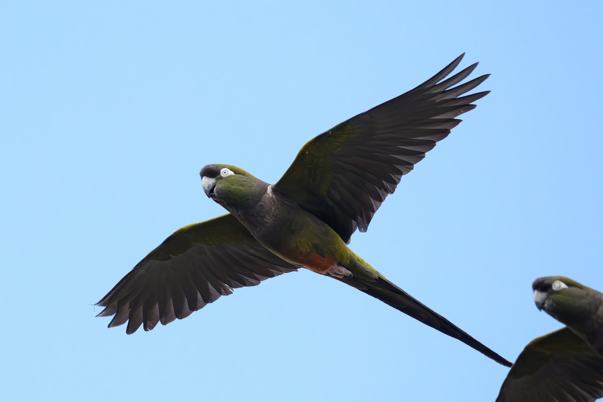 Burrowing Parakeet - ML646310325