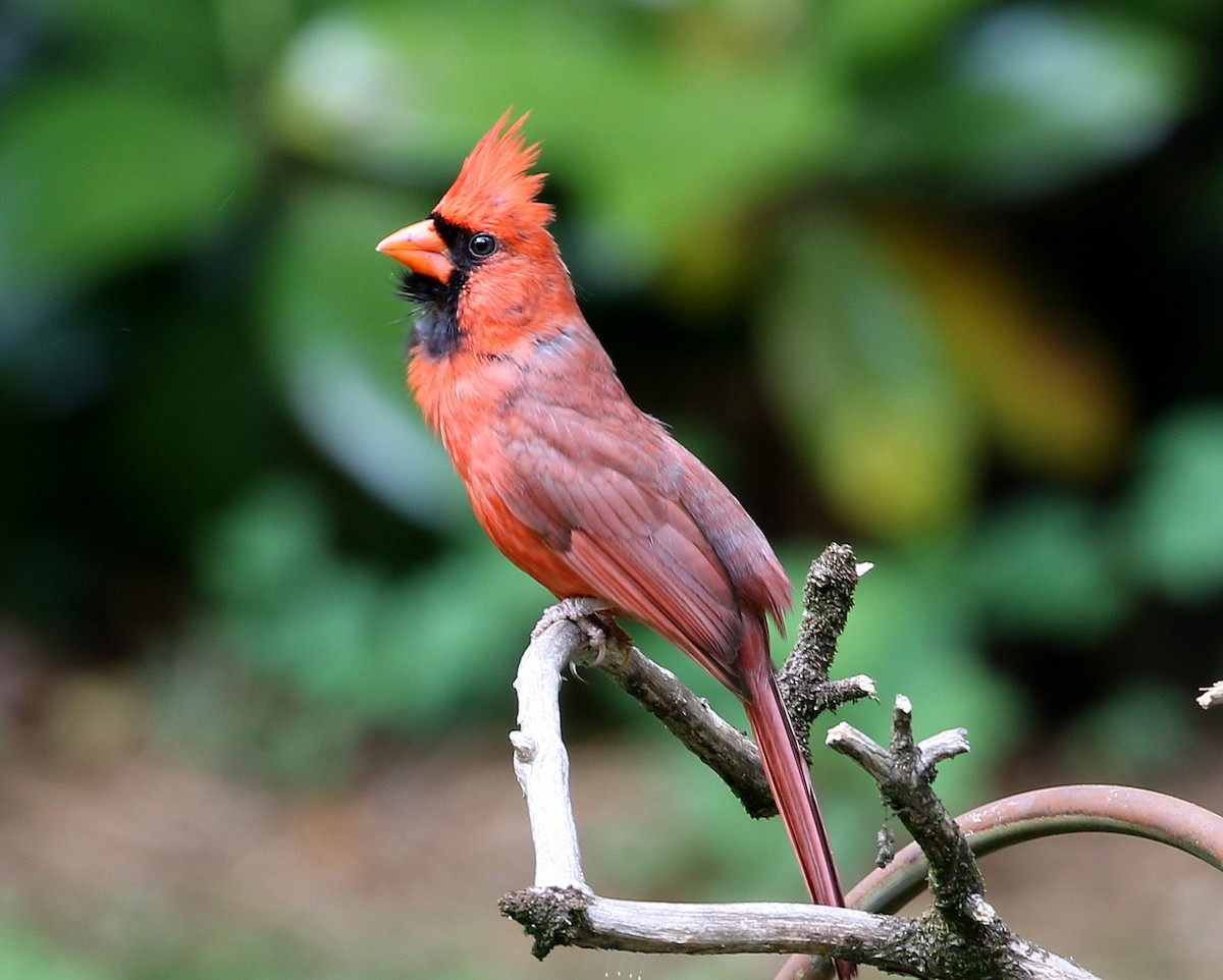 Northern Cardinal - ML646310326