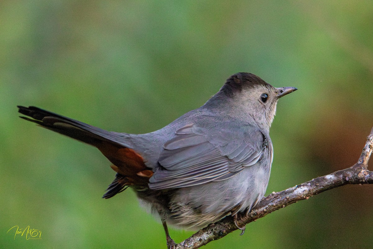 Gray Catbird - ML646310329