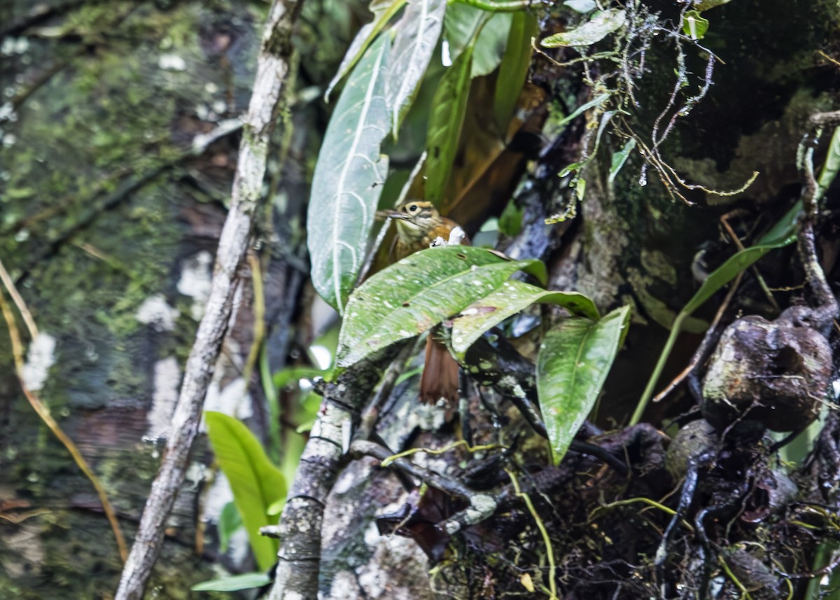 Northern Plain-Xenops - ML646310330