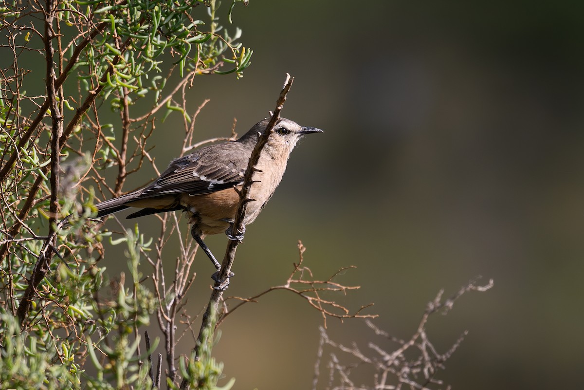 Patagonian Mockingbird - ML646310331