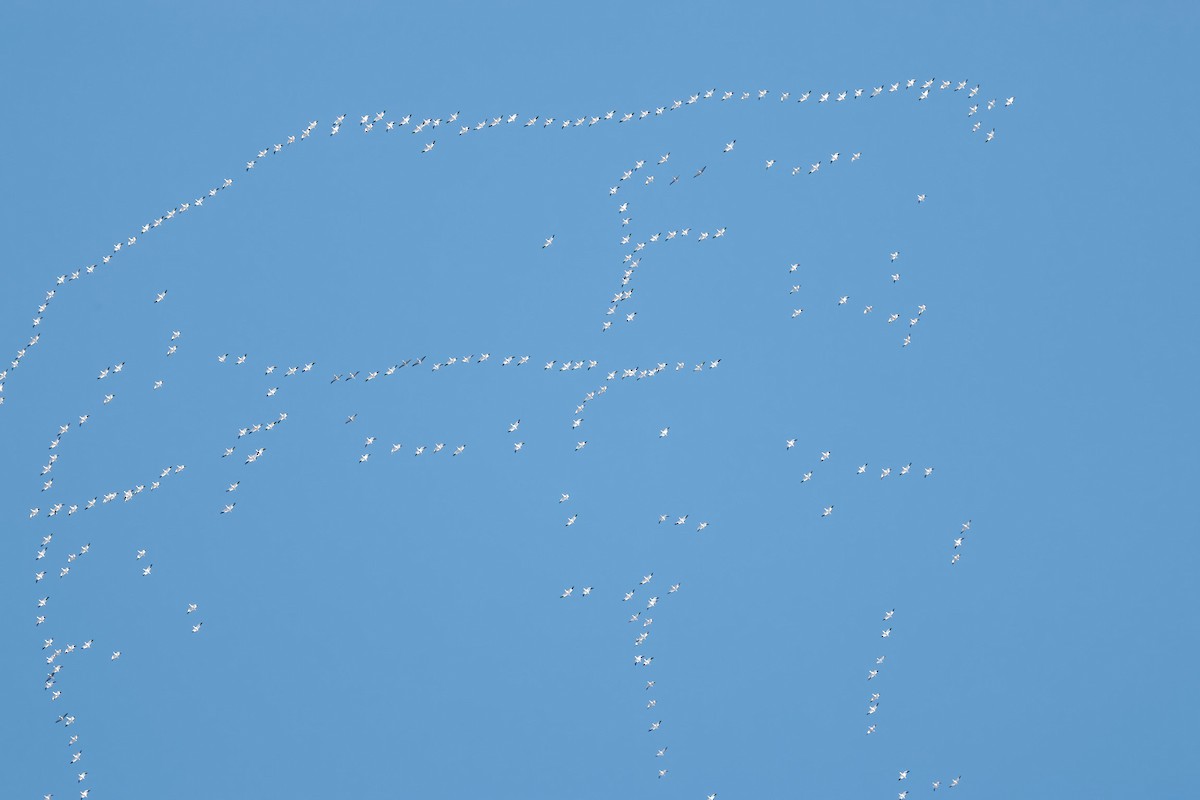 husa sněžní - ML646310332